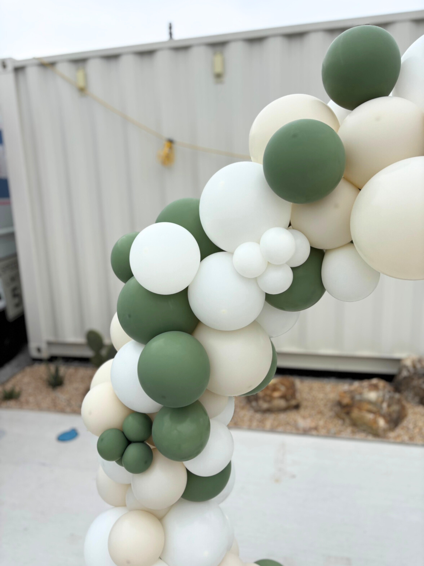 リングバルーン(ユーカリ)